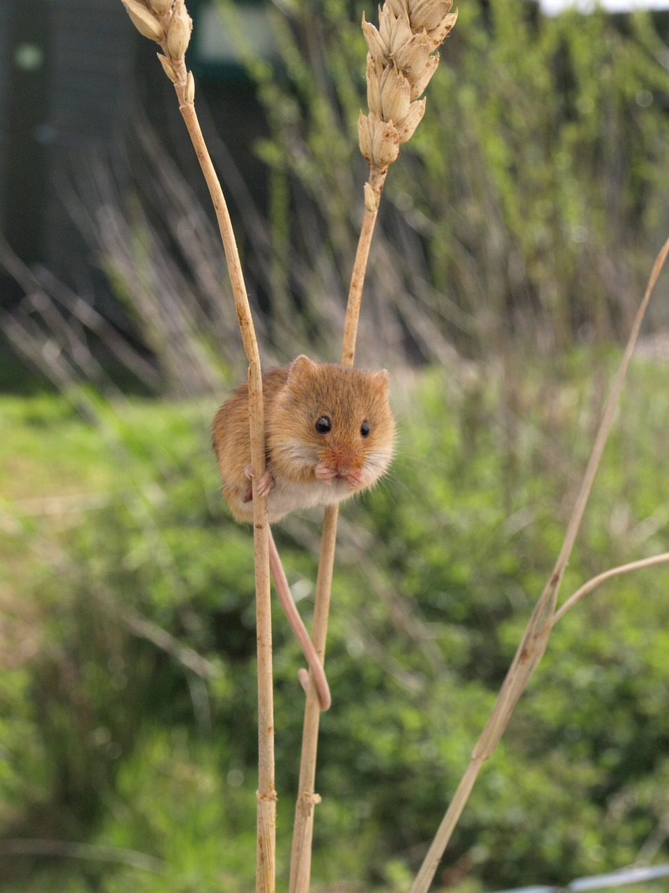 Harvest mouse.